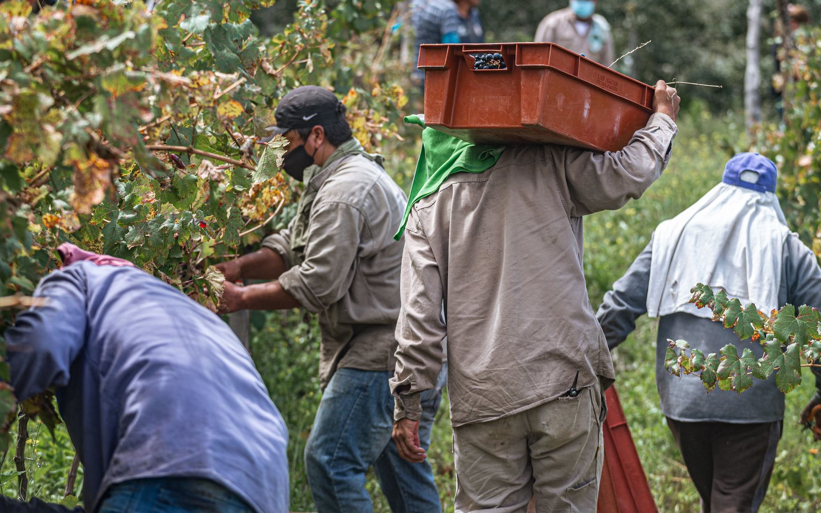 Workers harvesting grapes in a vineyard