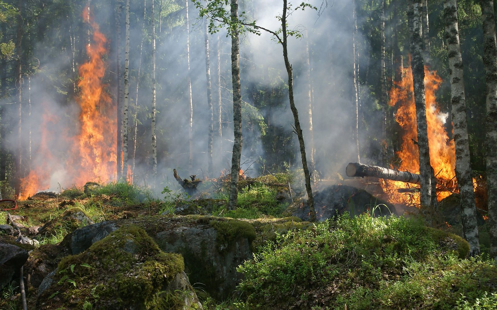 Wildfire burning through a forest with heavy smoke
